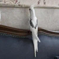 عروس هلندی البینو مهر نر