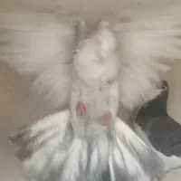 کبوتر دمبی الماسی پُـر خال سیاه|پرنده|مرودشت, ابوذر شمالی|دیوار