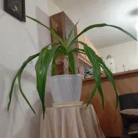 گل اشک ملکه