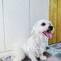 سگ آپارتمانی نژاد شیتزو