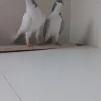 شصتی نر بدرنگ ماده|پرنده|اقبالیه, |دیوار