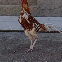 مرغ و خروس لاری