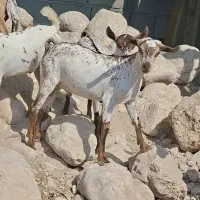 داشتی|حیوانات مزرعه|مشهد, نوفل لوشاتو|دیوار