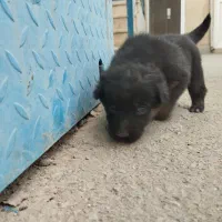 واگذاری سگ ژرمن شپرد|سگ|تهران, شهرک طالقانی|دیوار