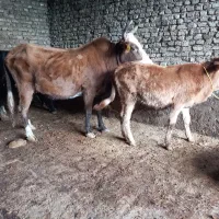 گاو|حیوانات مزرعه|گرگان, |دیوار