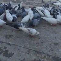 کبوتر|پرنده|اسلام‌شهر, شهرک سعیدیه|دیوار