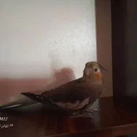 عروس هلندی گمشده مژدگانی زیاد برای کسی که پیدا کنه