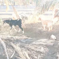 12عدد بزبفروش میرسد