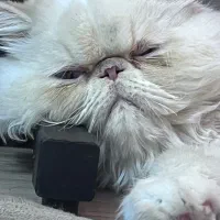 گربه اسکاتیش