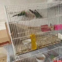 پرنده گرینچیک|پرنده|مشهد, یاس|دیوار