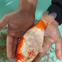 ماهی گلی بری عید|ماهی|مرودشت, بیست متری بیمارستان|دیوار