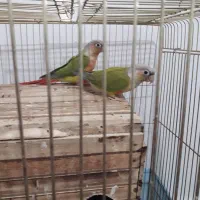 ۲ عدد گرینچیک|پرنده|سرپل ذهاب, |دیوار