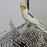 عروس هلندی|پرنده|گلستان (تهران), |دیوار