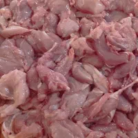 بچه فیله بوقلمون