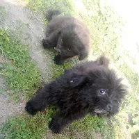 فروش 4سگ پاکوتاه|سگ|فریدون‌کنار, |دیوار