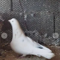 15عدد کفتر همه پرشی ساعتی اینا عکس 5تاشونه|پرنده|خانمیرزا, |دیوار