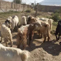 بزغاله پروار چاغ|حیوانات مزرعه|کوهدشت, |دیوار