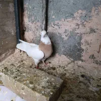 کفتر کبوتر|پرنده|سبزوار, همت|دیوار