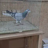 ۳ تا نر خرقه شوخ فروشی