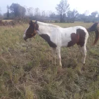 اسب|اسب و تجهیزات اسب‌سواری|صومعه‌سرا, |دیوار