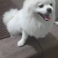 سگ از بهترین نژاد