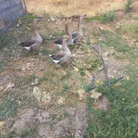 غاز محلی و غاز دورگه