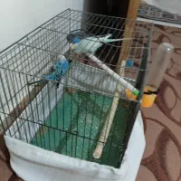 مرغعشق|پرنده|قره چای, |دیوار