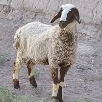 بره