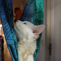 بچه گربه های خواستنی|گربه|بندر انزلی, شهرداری|دیوار