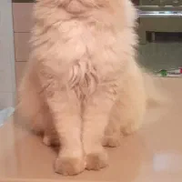 واگذاری گربه پرشین نر عقیم