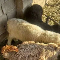 فروش کهره،بز،بره|حیوانات مزرعه|شیراز, میانرود|دیوار