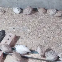 فروش بلدرچین ۳۵روزه