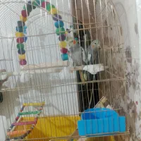 عروس هلندی آوازه خوان با رقص بازیگوش مولدکار داده|پرنده|نسیمشهر, |دیوار