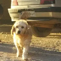 توله سگ عراقی ،وسگ پاکوتاه|سگ|اشتهارد, |دیوار