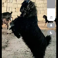 بز و میش معاوضه