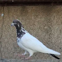 کفتر کله خالدار کاشونی