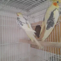 عروس هلندی وقفس