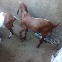 کهره و بره|حیوانات مزرعه|بندرعباس, |دیوار