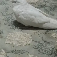 عروس هلندی گم شده