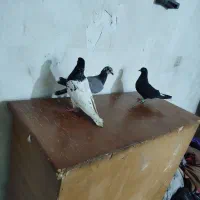 کفترا همه نر پرشی