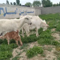 نر بزغاله سانن خالص صددرصد