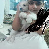 فروش سگ خانگی تریر۴ماهه|سگ|اصفهان, خانه اصفهان|دیوار