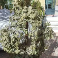 درخت مصنوعی