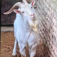 سانن|حیوانات مزرعه|سرخس, |دیوار