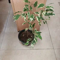 گل های طبیعی