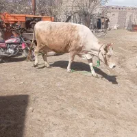 گاو|حیوانات مزرعه|اهر, |دیوار