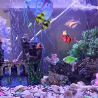 اکواریوم شرکتی با ماهی ها|ماهی|رشت, جماران|دیوار