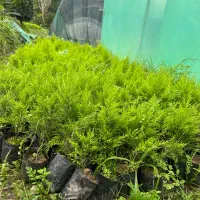 فروش نشا کامیس طلایی|خدمات باغبانی و درختکاری|شیرود, |دیوار