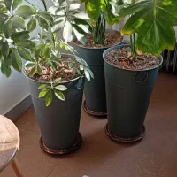 گلدان بزرگ با گل طبیعی