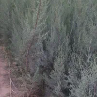 سرو نقره ای|گل و گیاه طبیعی|کرج, کلاک نو|دیوار